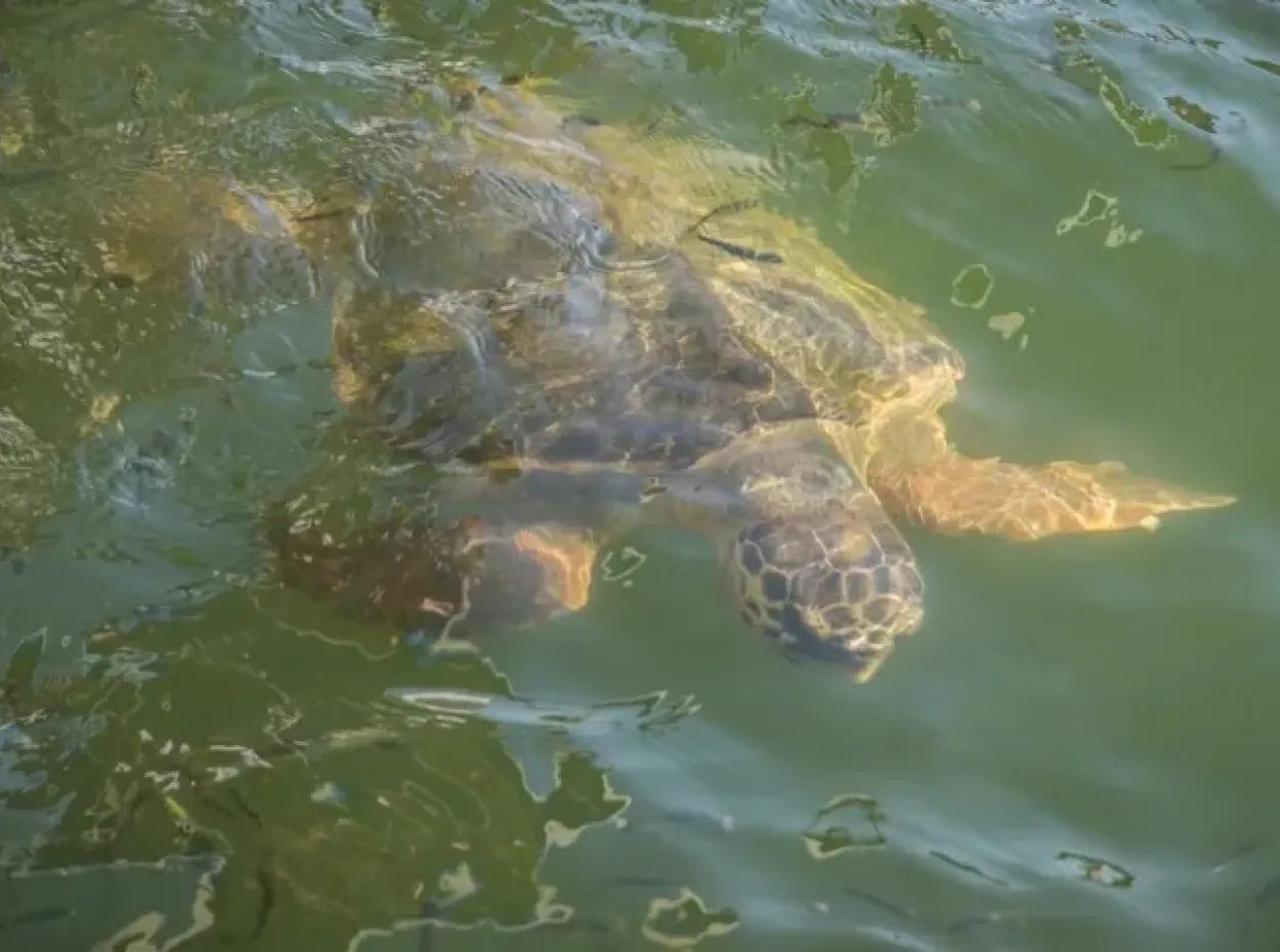 Dalyan Caretta Caretta Bootstour